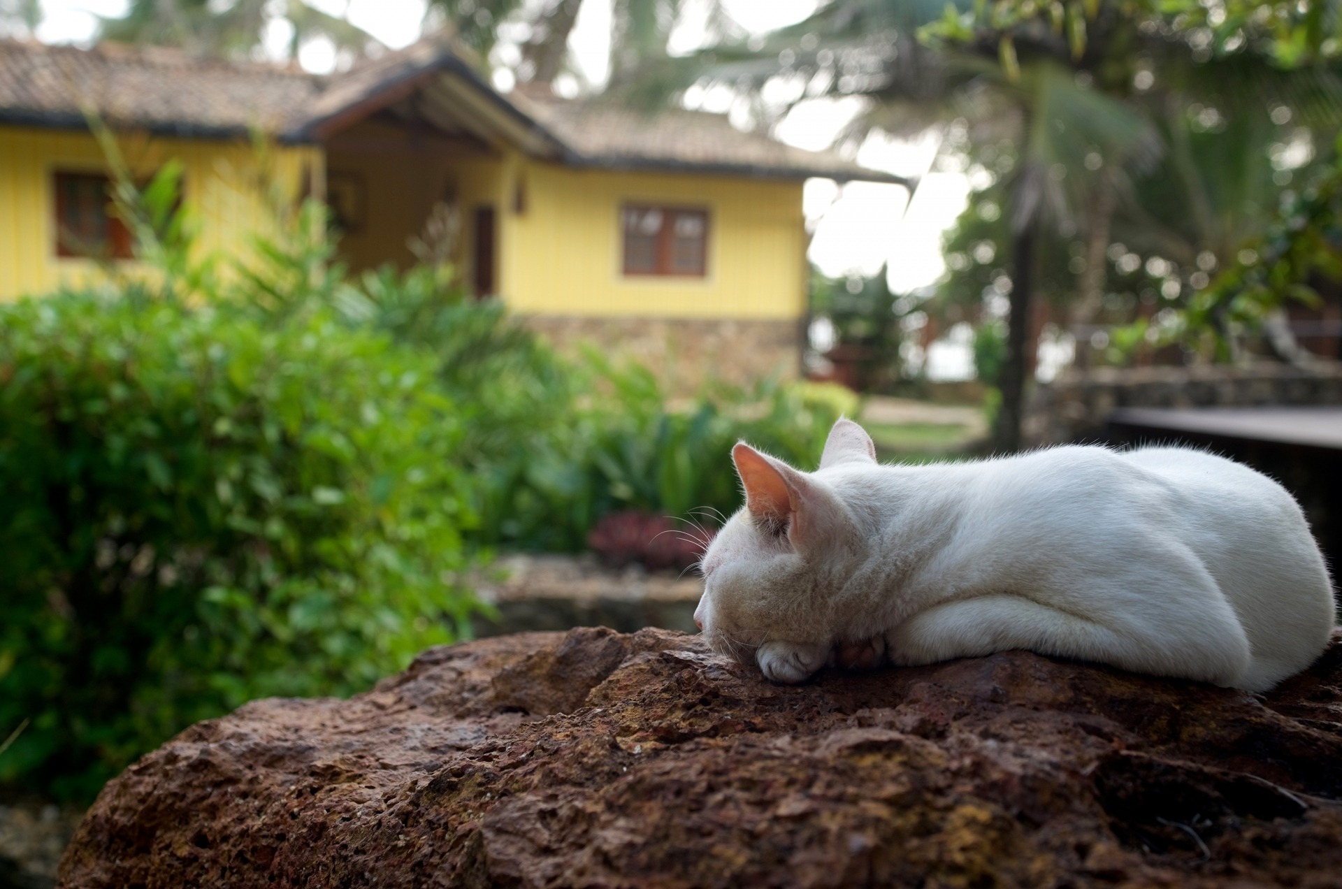 Schlafende Katze auf dem Felsen
