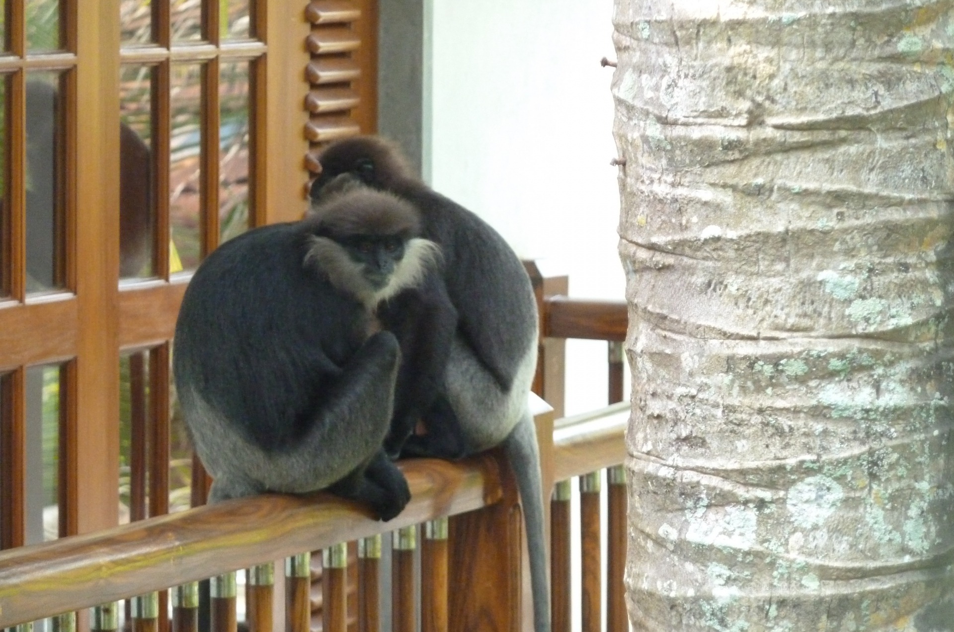 Die scheuen Affen kommen nur sehr selten in die Shakti Villa.