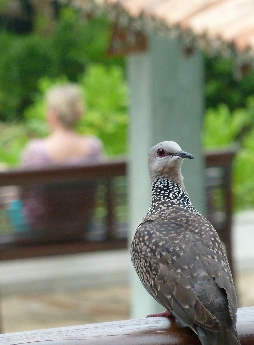 Diamantentäubchen im Ayurveda-Hotel Shakti Villa, Ambalangoda, Sri Lanka