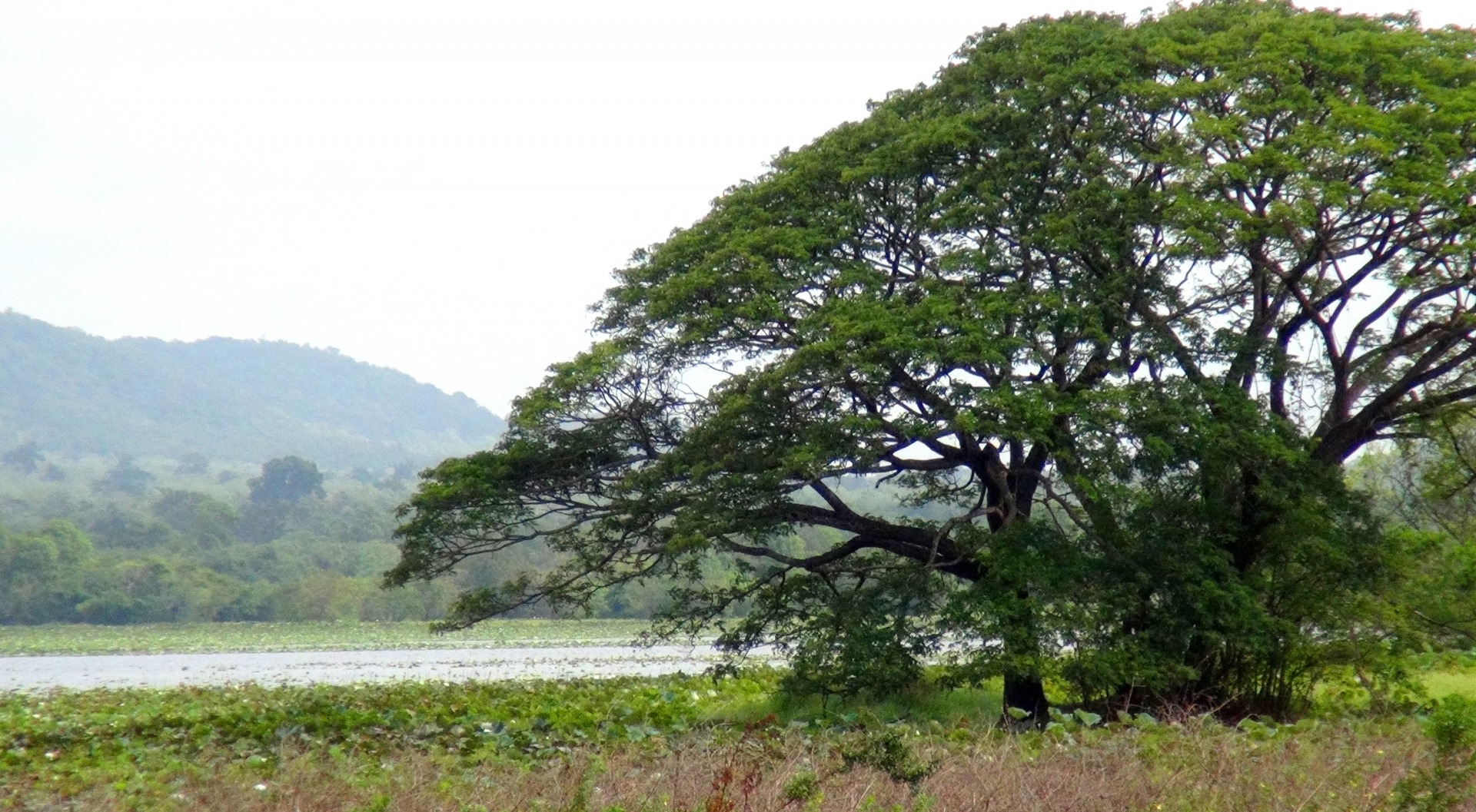 Rund um das Gebiet Madu Ganga findet man zahlreiche Fotomotive. Das Hotel Sri Lanka Ayurveda Garden organisiert preiswerte Touren.