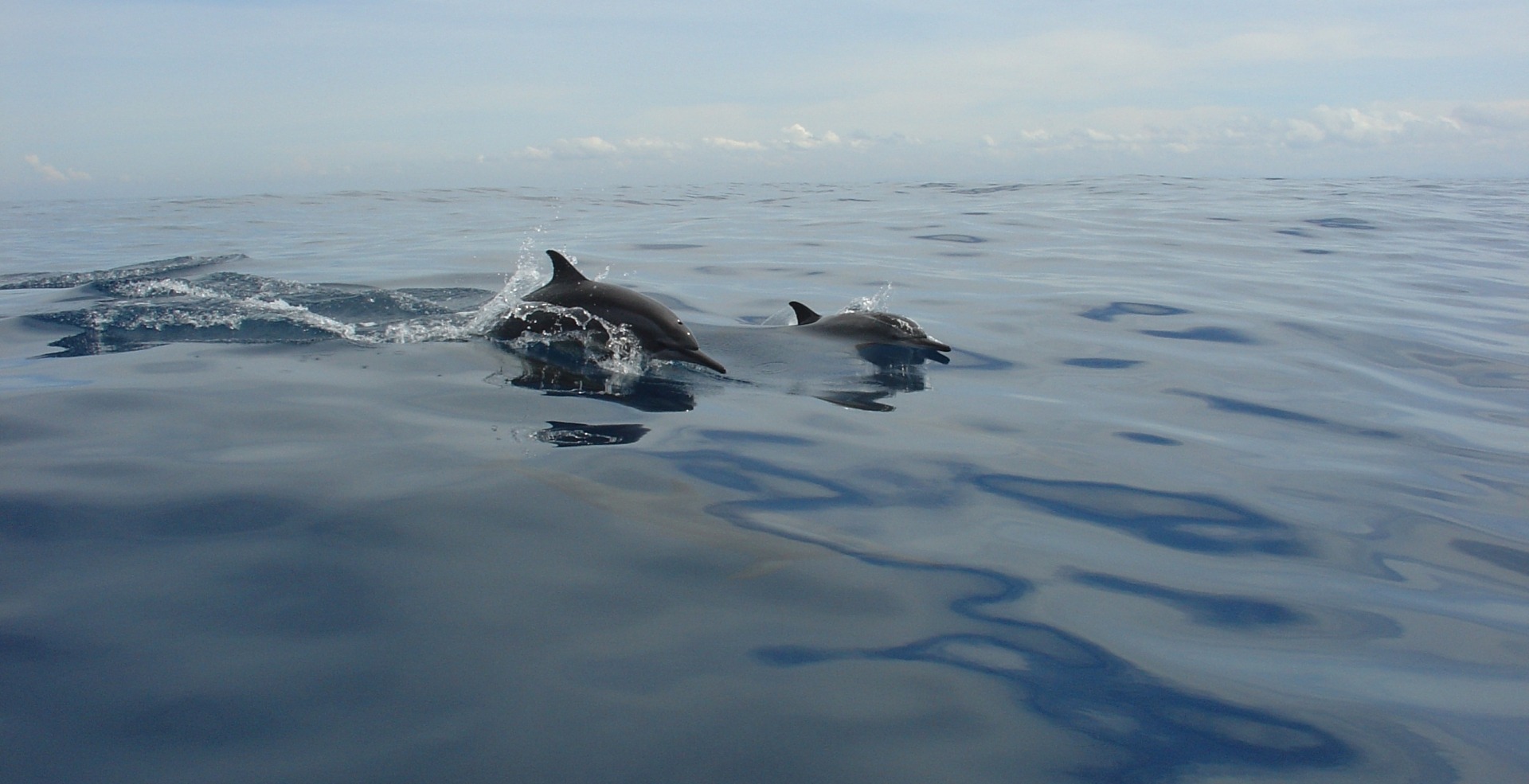 Delphine vor der Küste des "Sri Lanka Ayurveda Garden", Ayurveda-Kurhotel in Ambalangoda auf Sri Lanka.