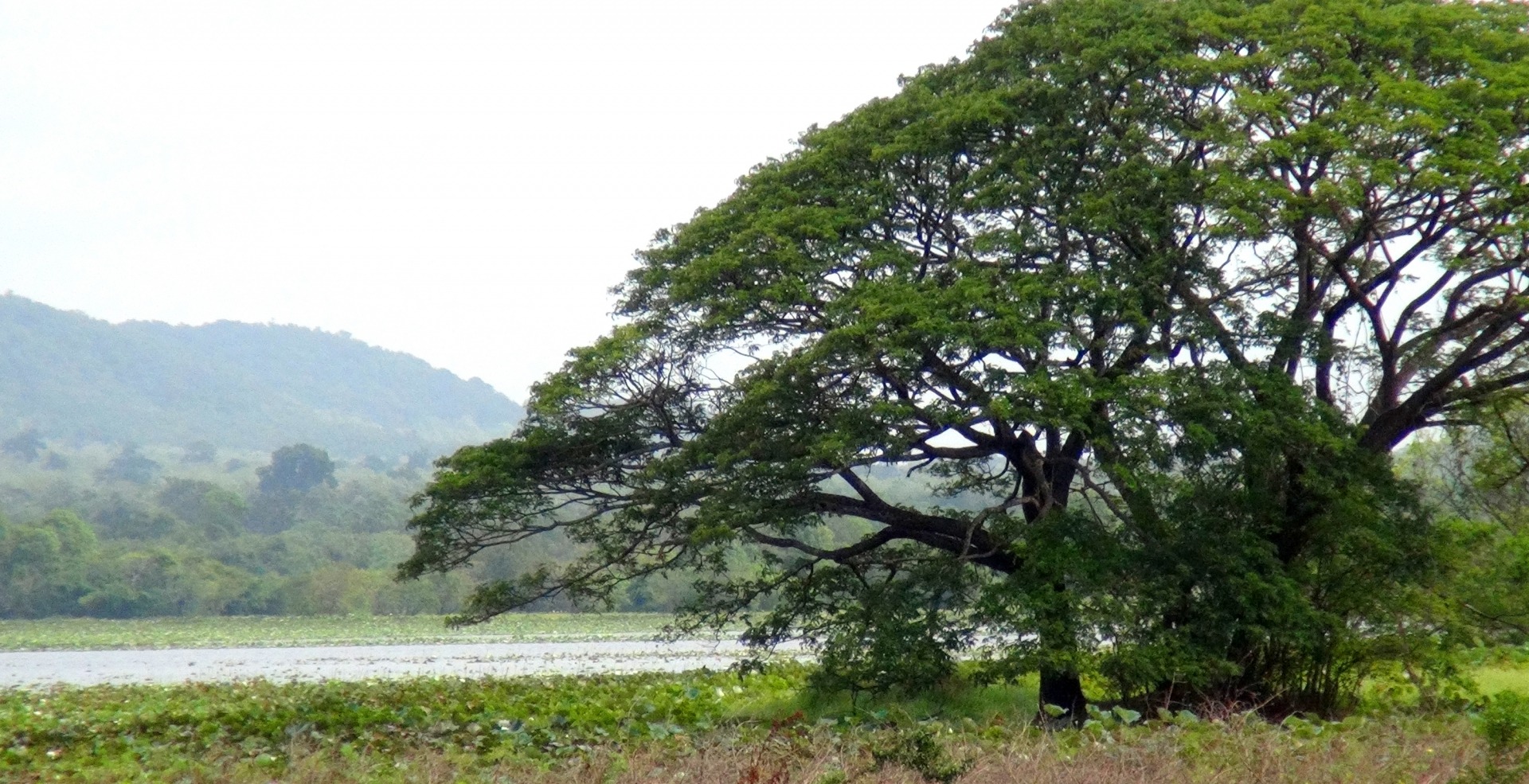 Rund um das Gebiet Madu Ganga findet man zahlreiche Fotomotive. Das Hotel Sri Lanka Ayurveda Garden organisiert preiswerte Touren.
